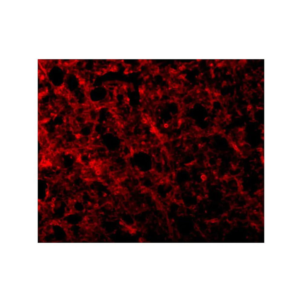 ProSci 3117 ATR Antibody