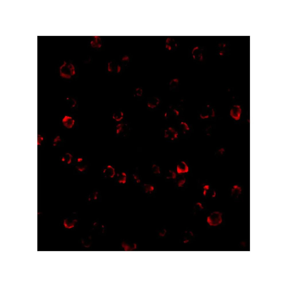 ProSci 3119 ATR Antibody