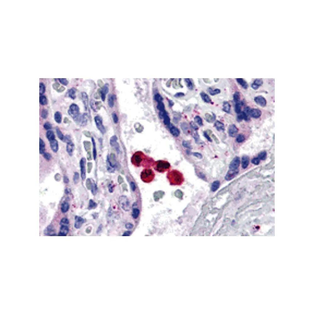 ProSci 3139 TLR4 Antibody