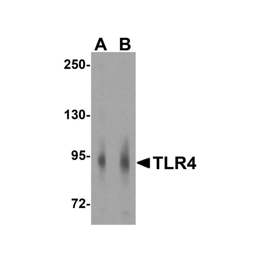 ProSci 3141 TLR4 Antibody
