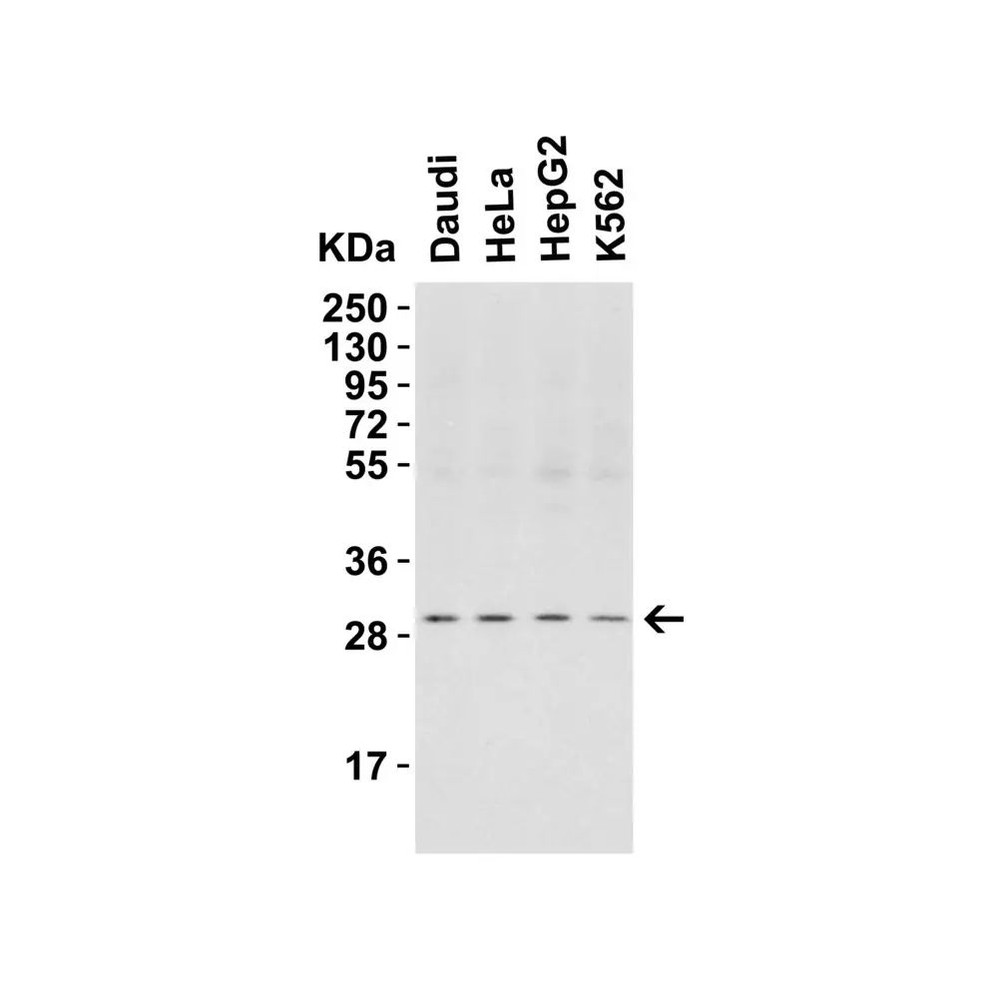 ProSci 3145 PHAP I Antibody