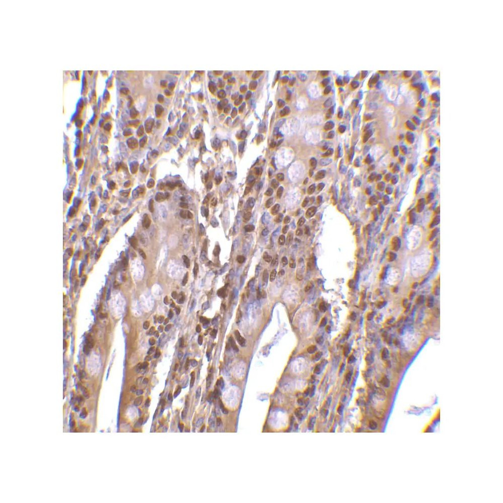 ProSci 3147 PHAP III Antibody