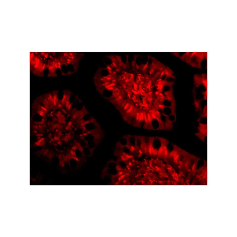 ProSci 3147 PHAP III Antibody