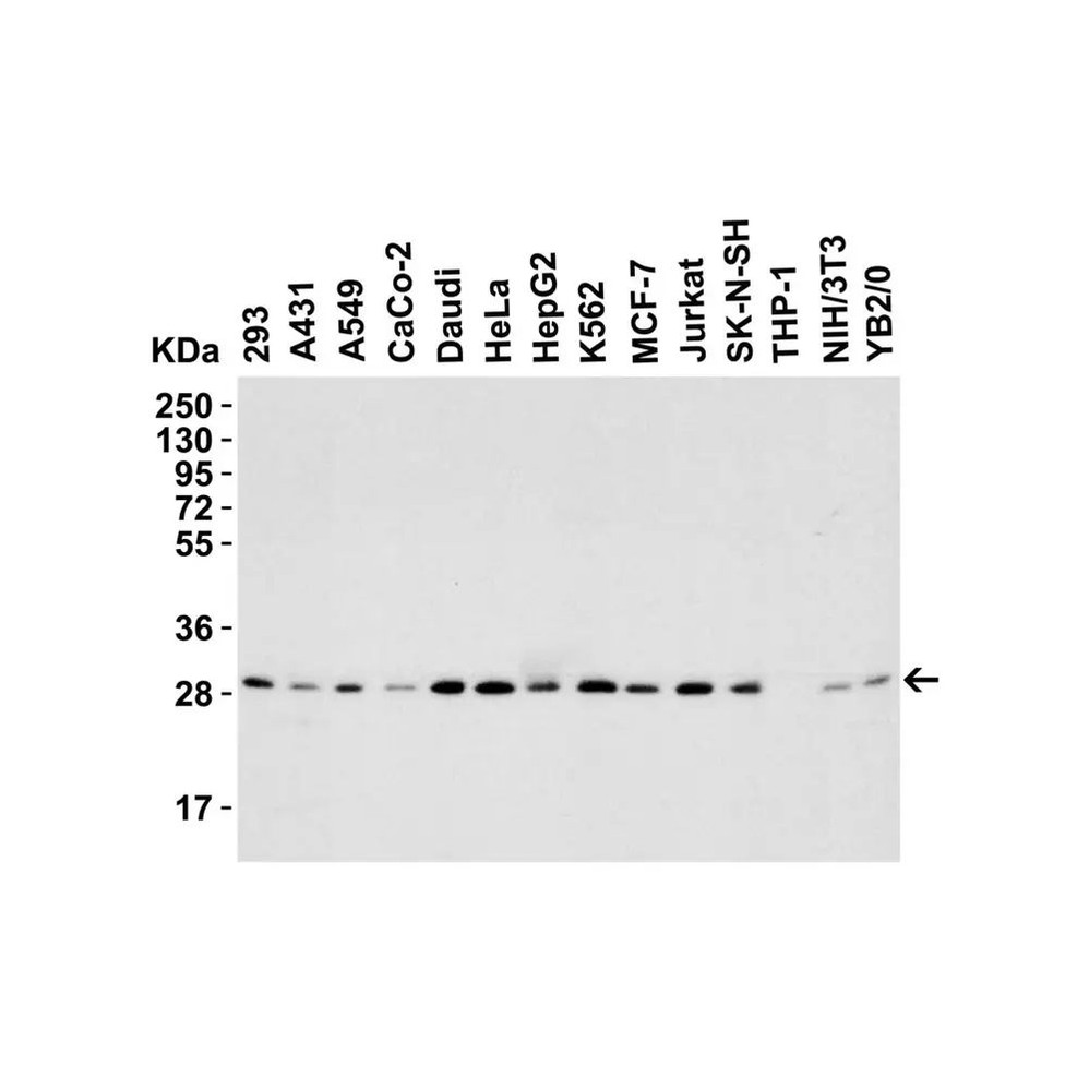 ProSci 3151 PHAP I Antibody