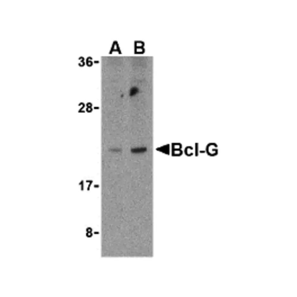 ProSci 3165 Bcl-G Antibody