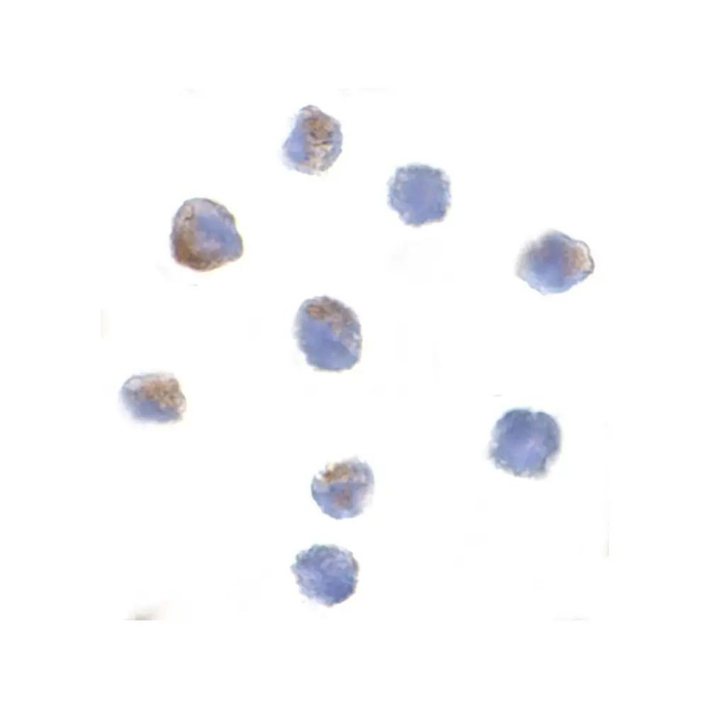 ProSci 3171 PARC Antibody