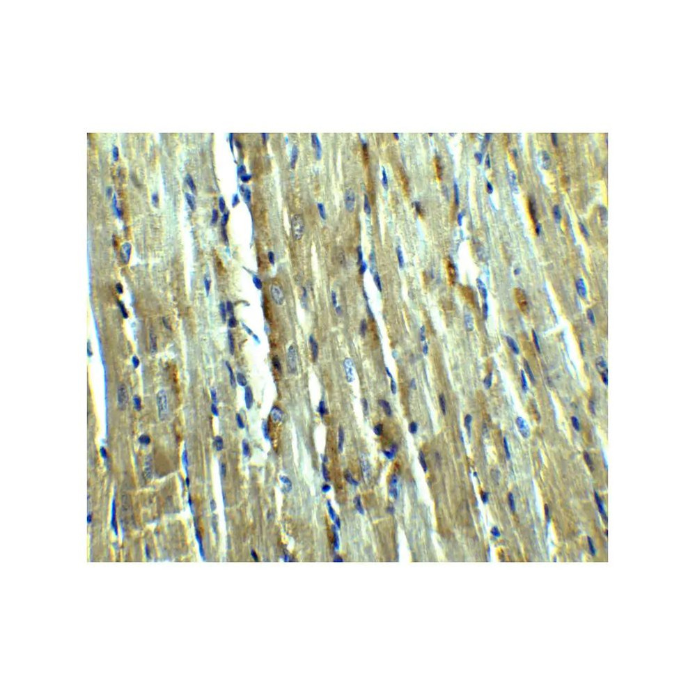 ProSci 3195 Caspase-12 Antibody