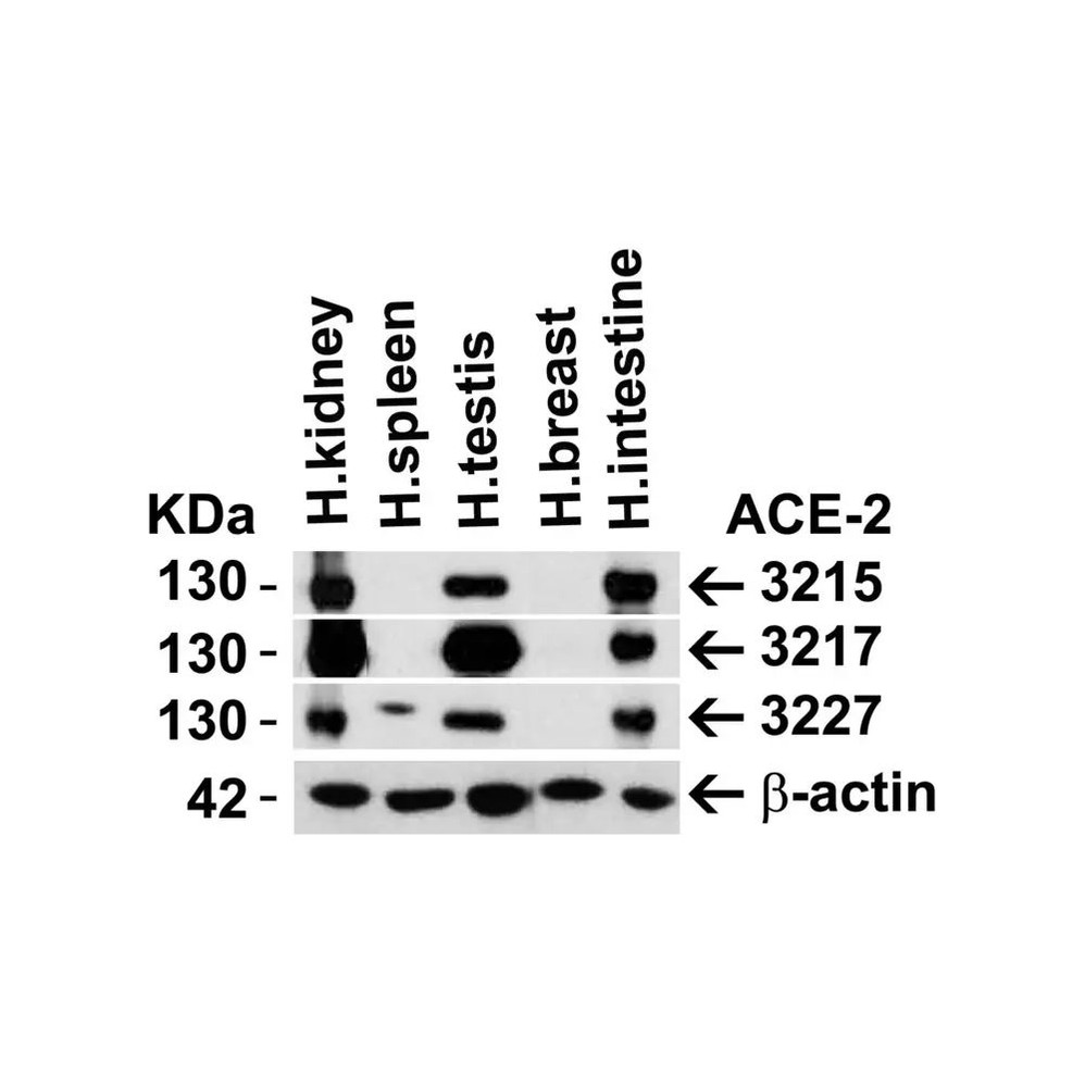 ProSci 3217 ACE2 Antibody