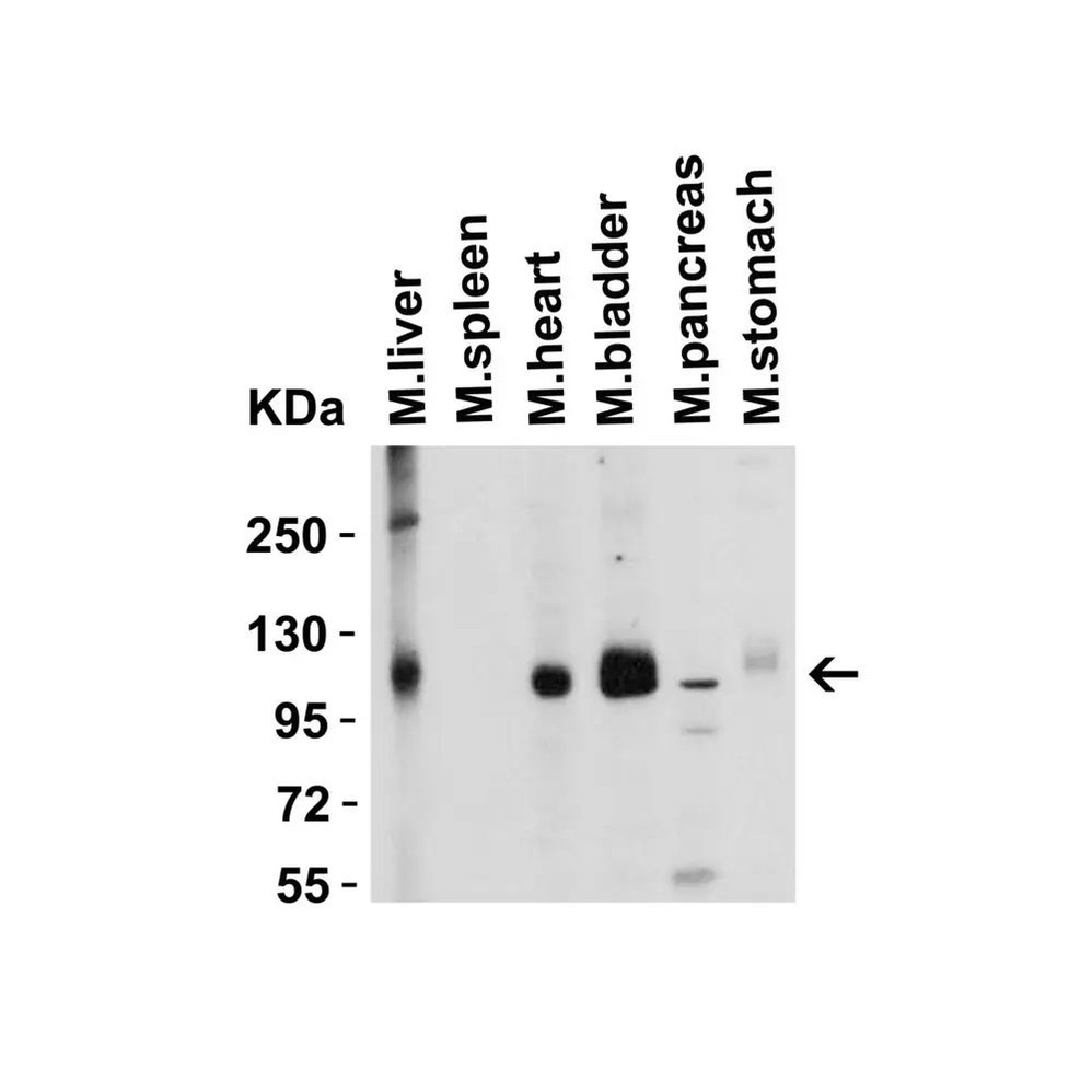ProSci 3217 ACE2 Antibody