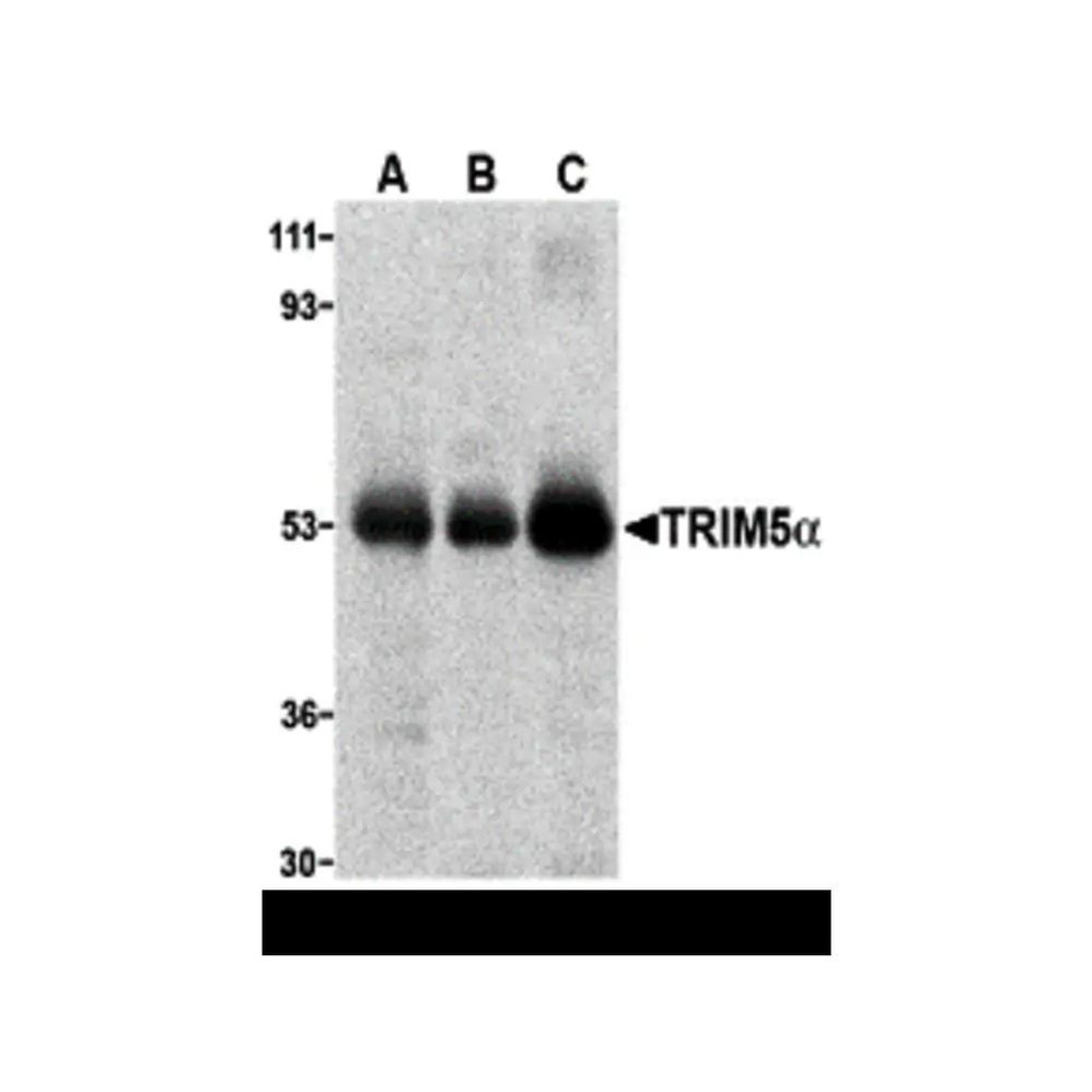 ProSci 3249 TRIM5 alpha Antibody