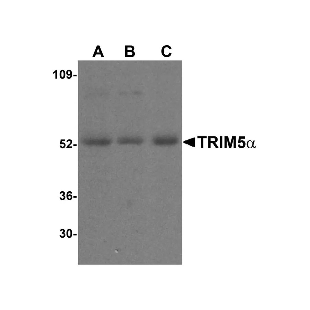 ProSci 3251 TRIM5 alpha Antibody