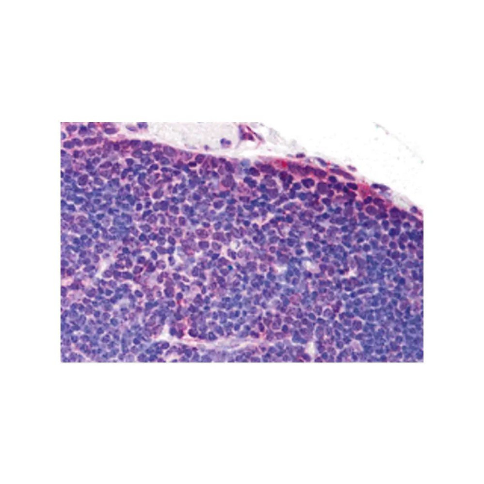 ProSci 3279 TLR8 Antibody