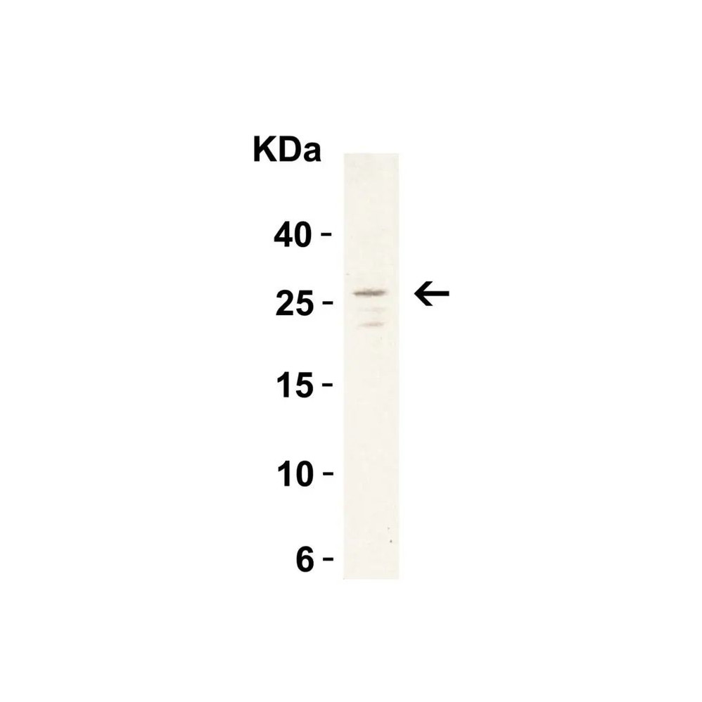 ProSci 3289 MD-2 Antibody