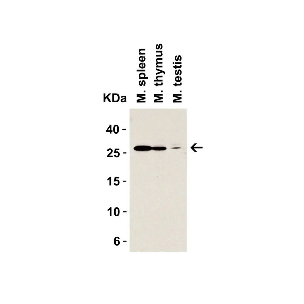 ProSci 3289 MD-2 Antibody