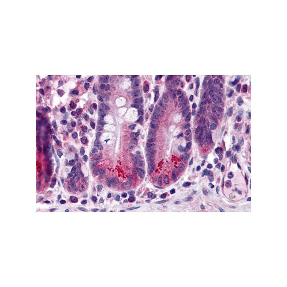 ProSci 3309 BRUCE Antibody