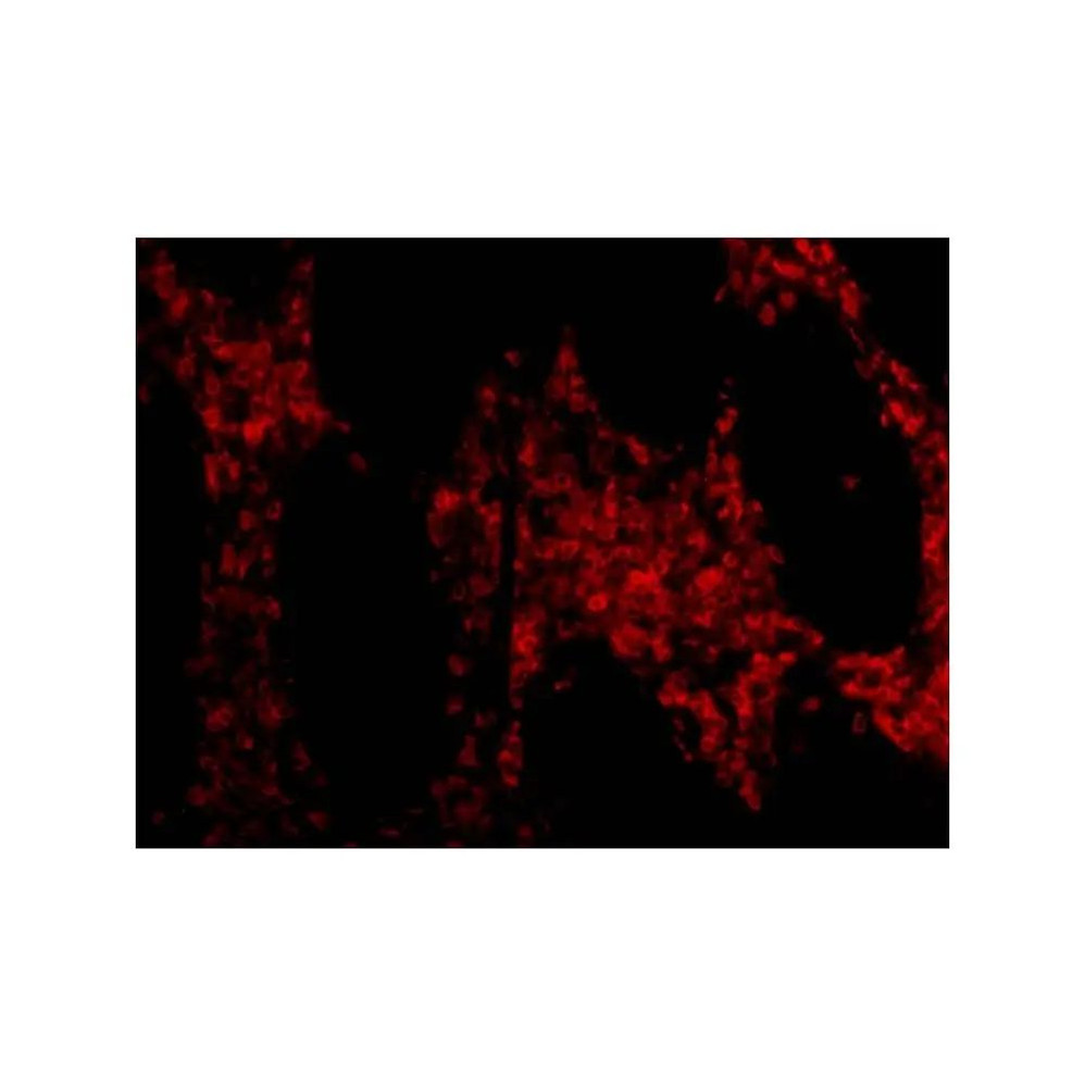 ProSci 3319 OMI Antibody