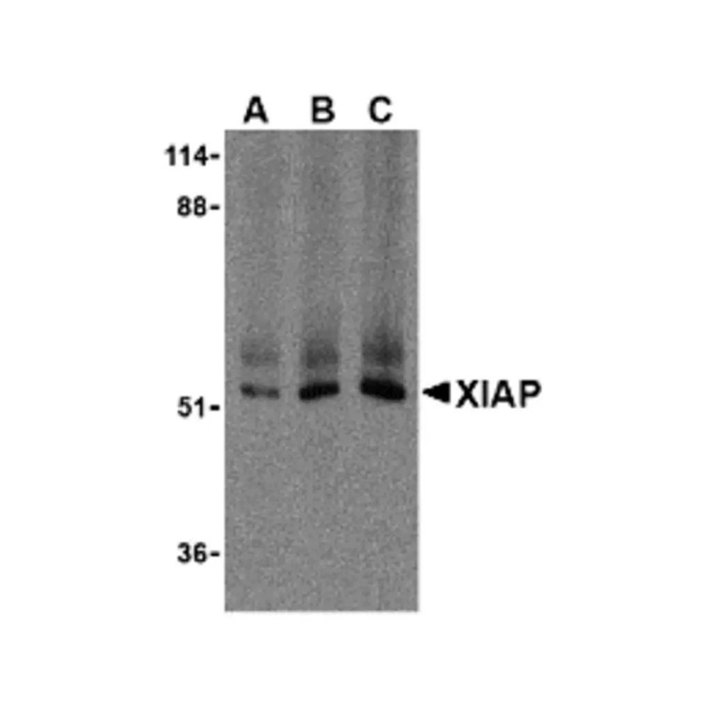 ProSci 3331 XIAP Antibody