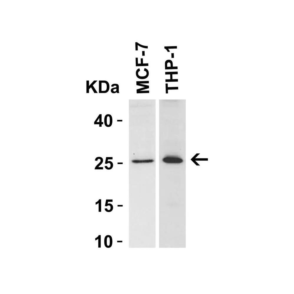 ProSci 3335 Bcl-2 Antibody