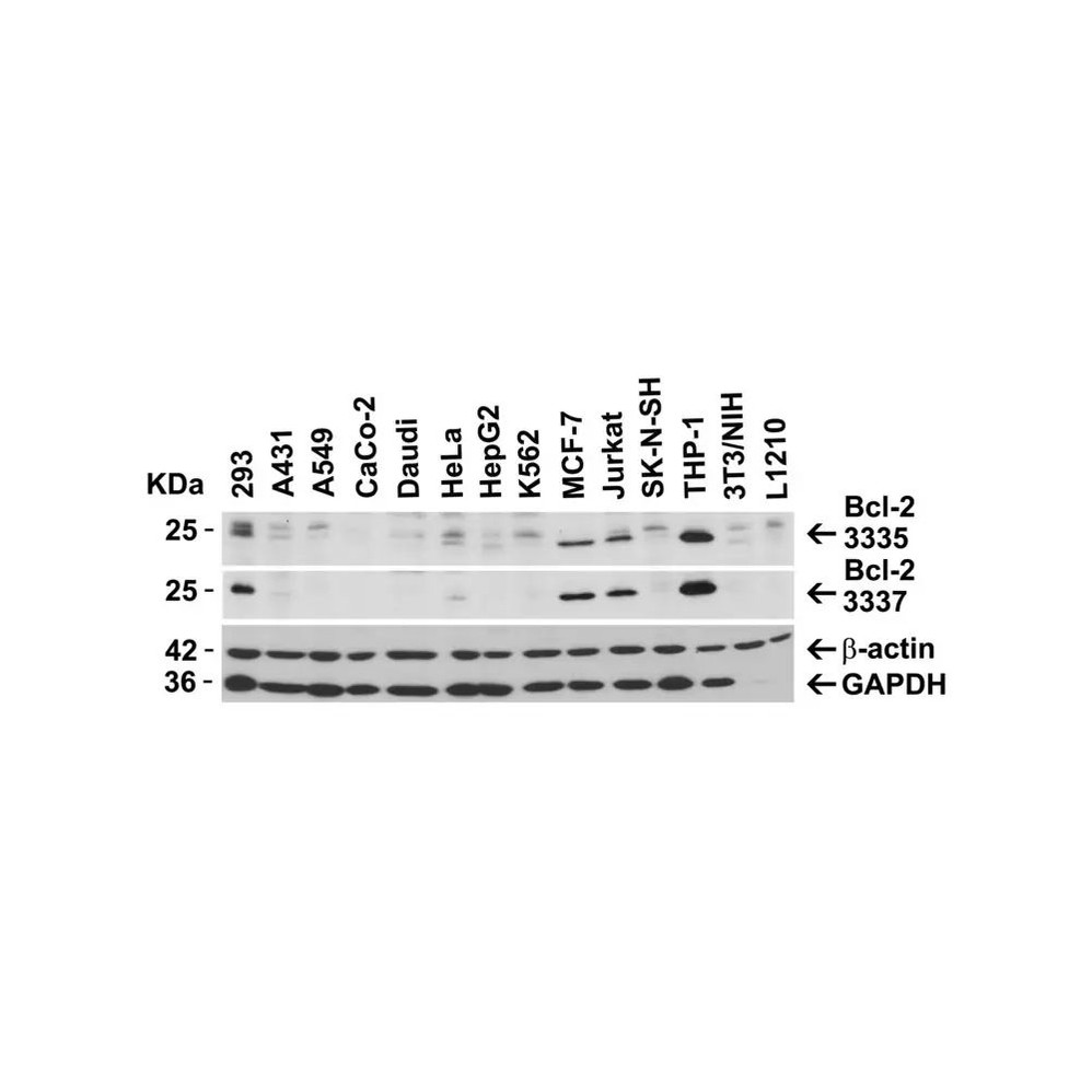 ProSci 3337 Bcl-2 Antibody