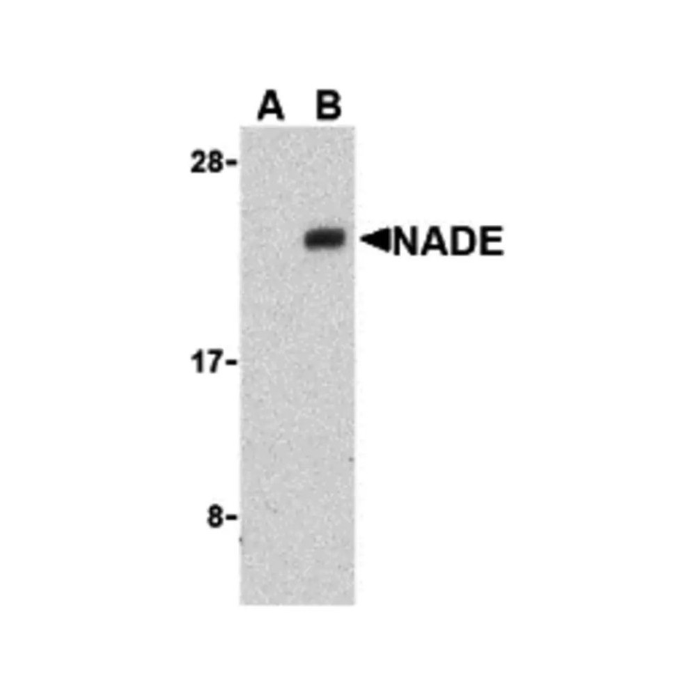 ProSci 3359 NADE Antibody