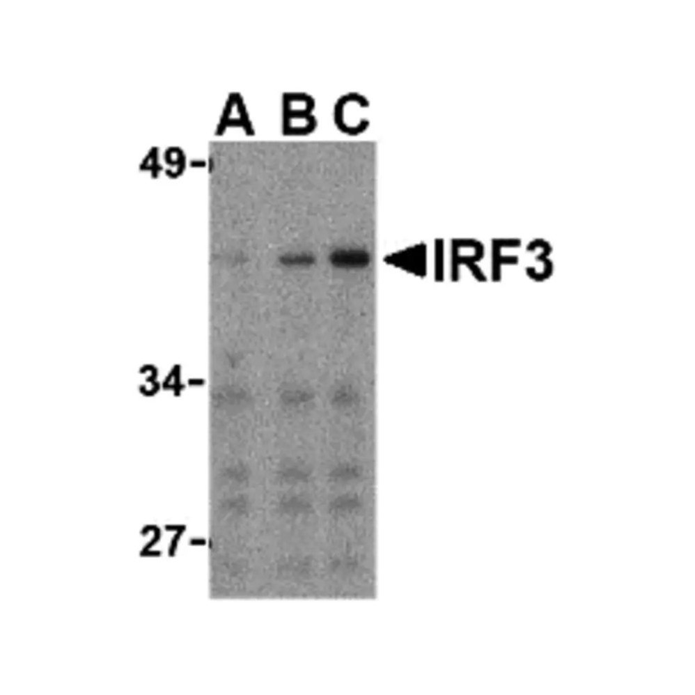 ProSci 3397 IRF3 Antibody