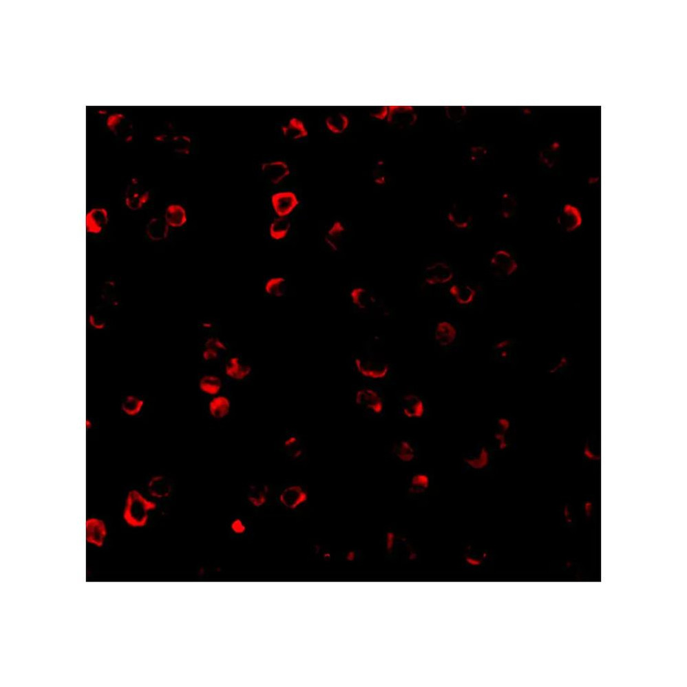 ProSci 3399 IRF3 Antibody