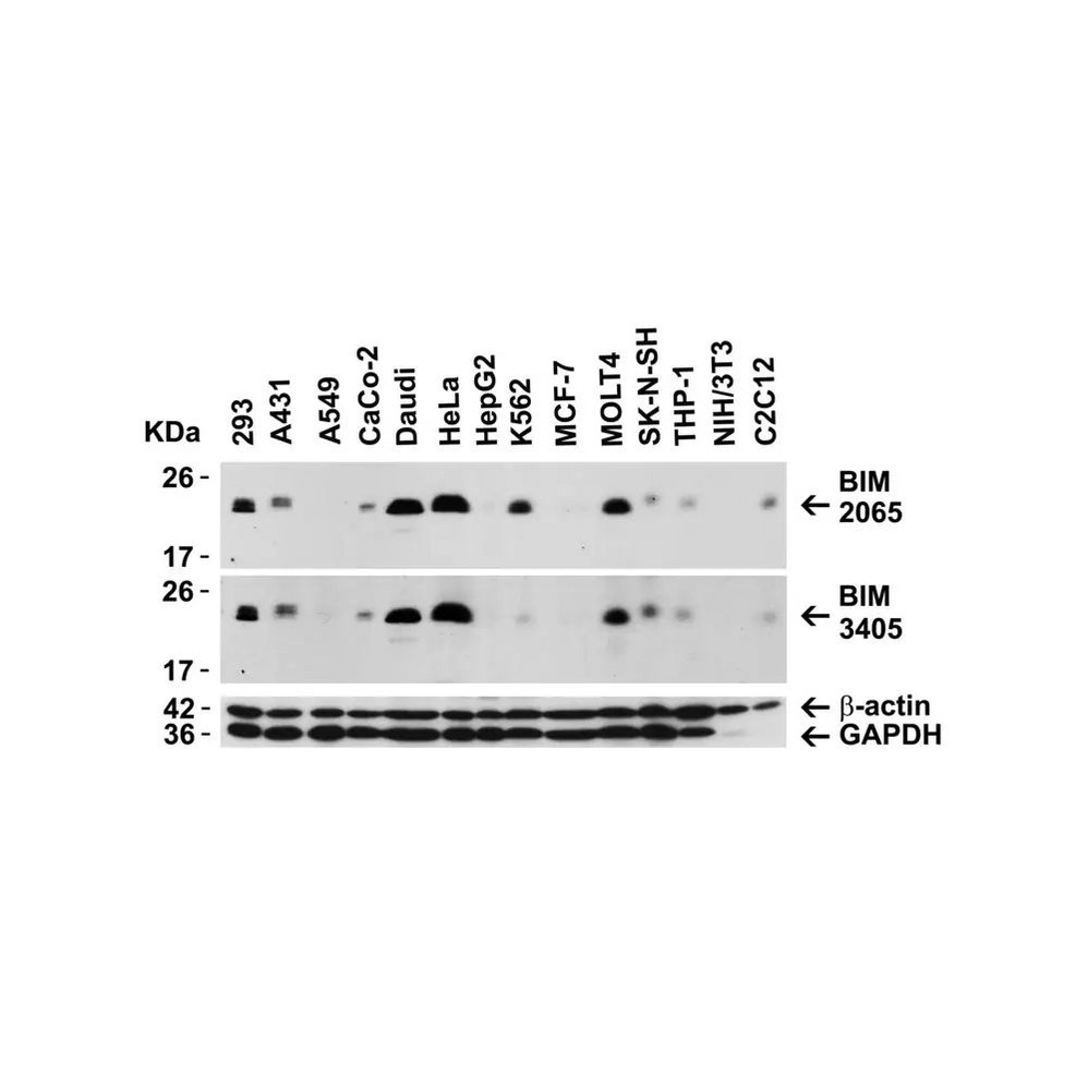 ProSci 3405 Bim Antibody