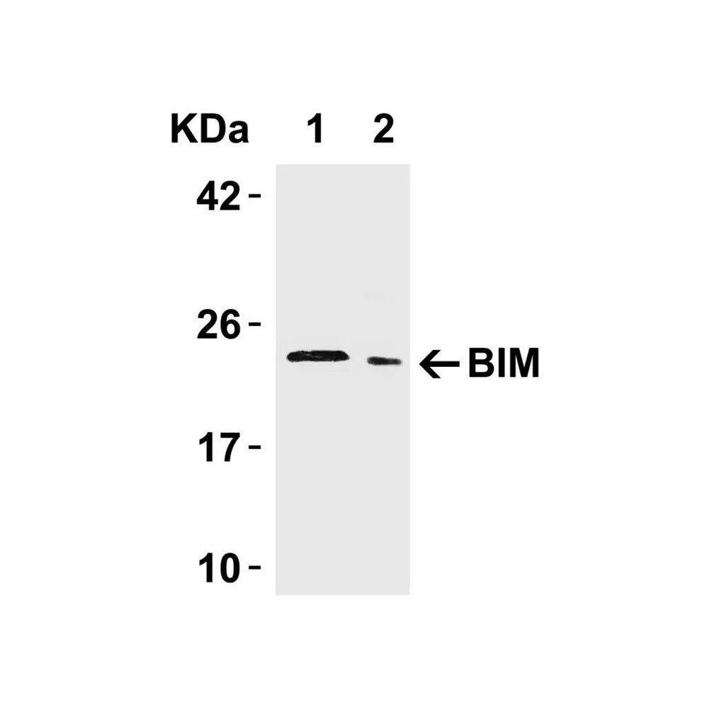 ProSci 3405 Bim Antibody
