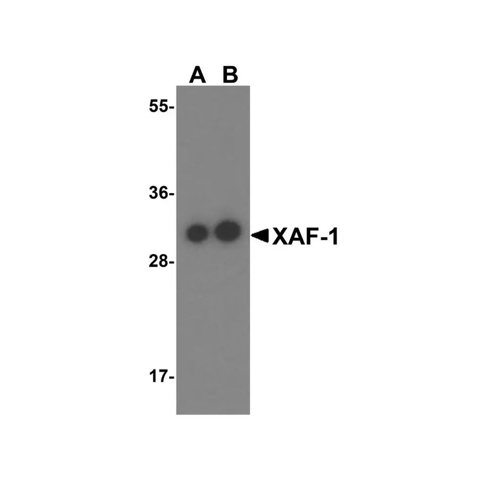 ProSci 3409 XAF-1 Antibody