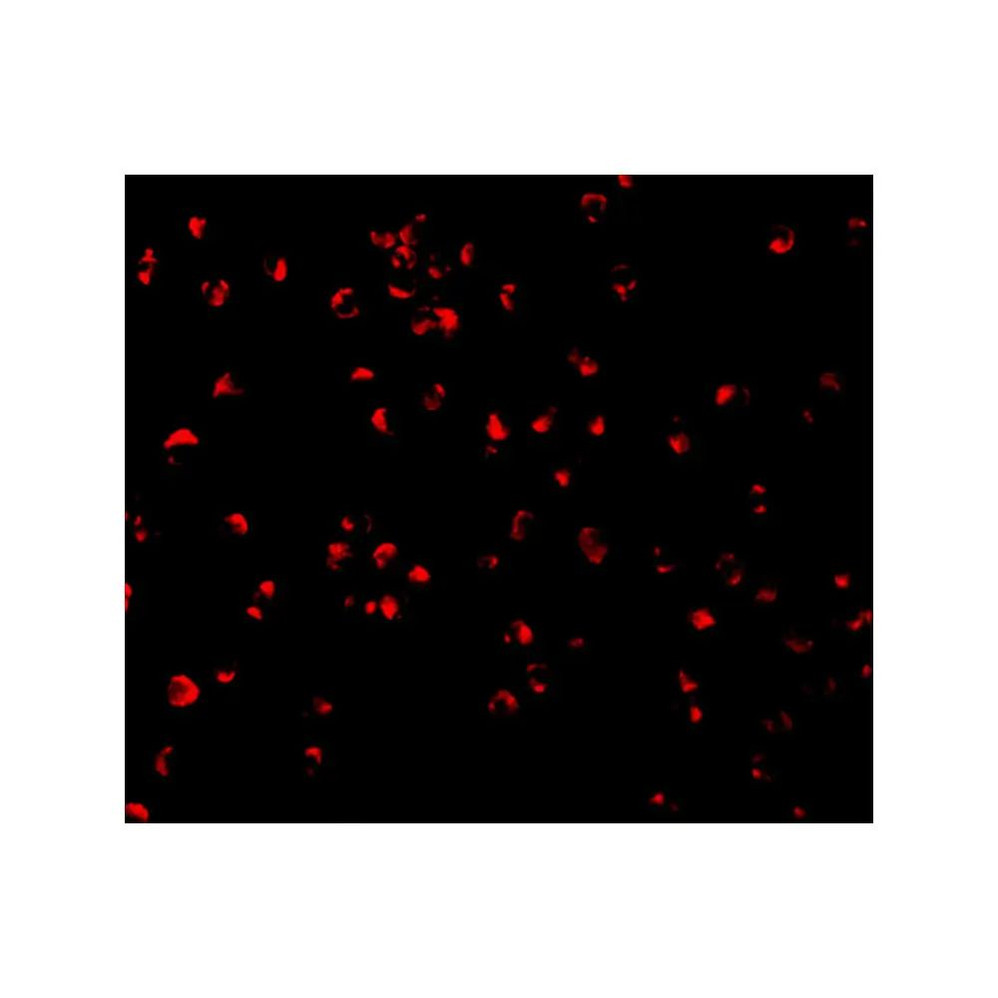 ProSci 3457 Caspase-5 Antibody