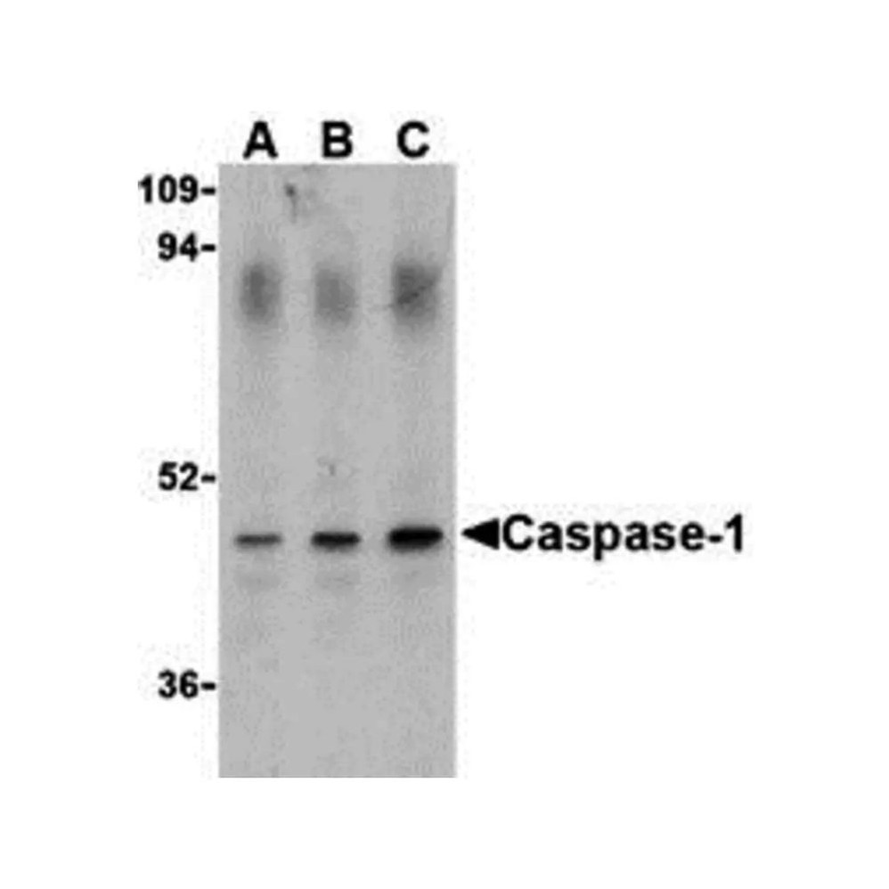 ProSci 3463 Caspase-1 Antibody