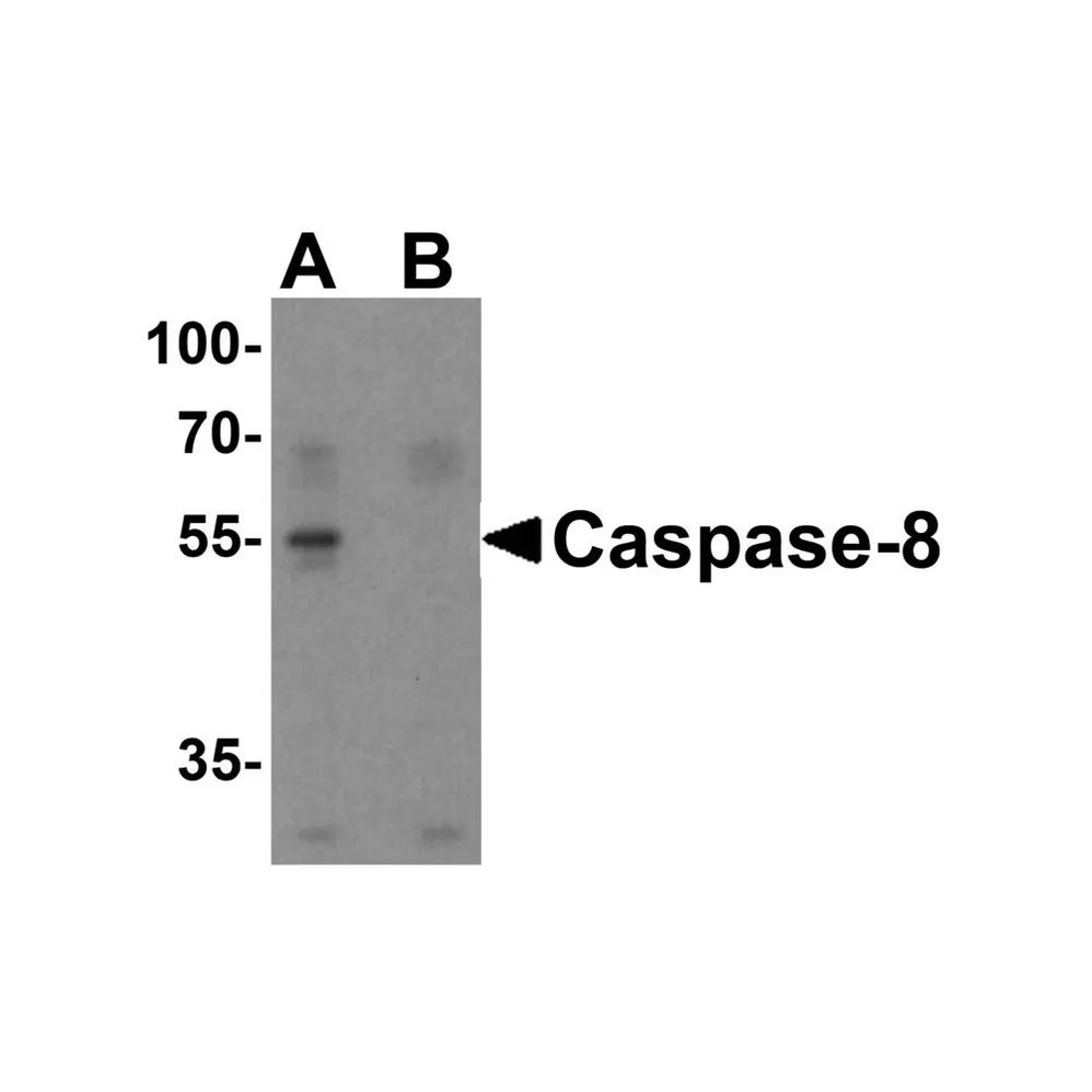 ProSci 3473 Caspase-8 Antibody