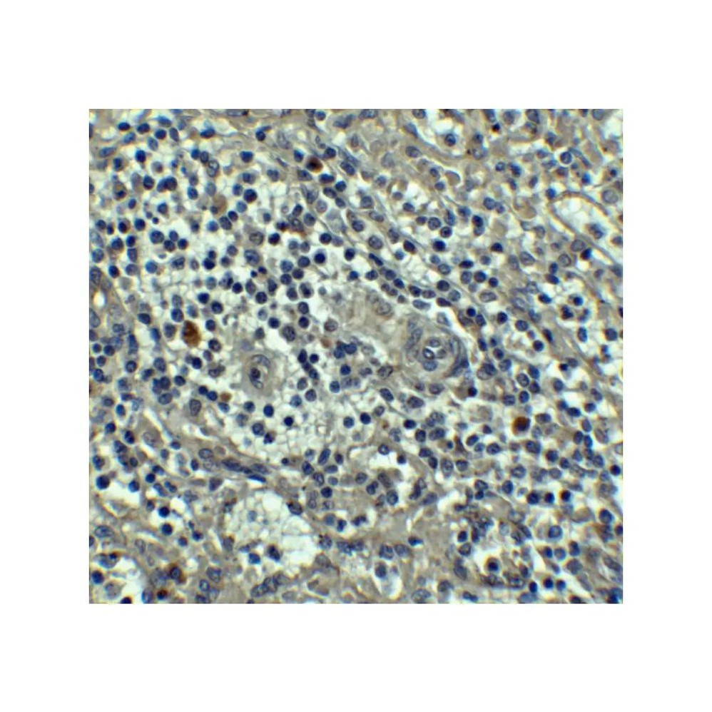 ProSci 3473 Caspase-8 Antibody