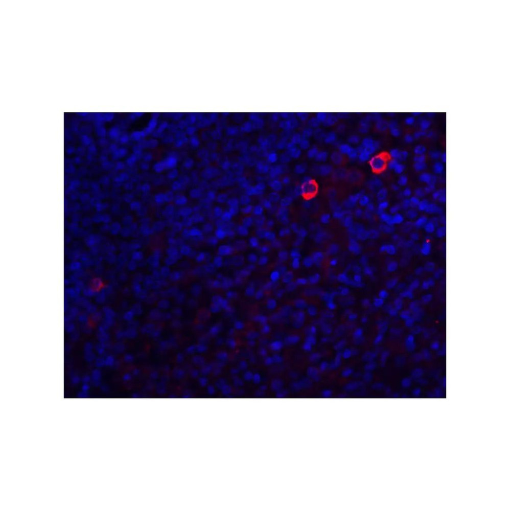 ProSci 3473 Caspase-8 Antibody