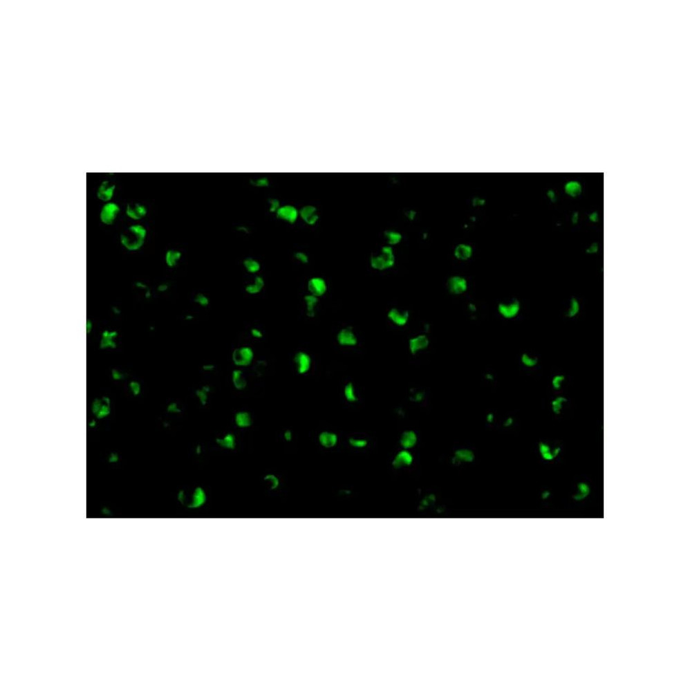 ProSci 3491 Raptor Antibody