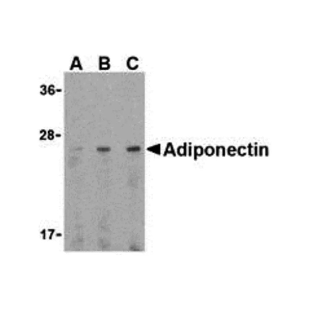 ProSci 3551 Adiponectin Antibody