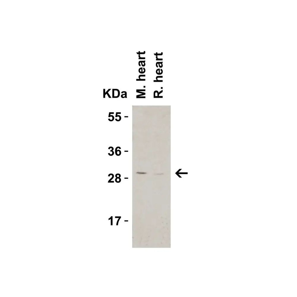 ProSci 3565 CTRP3 Antibody