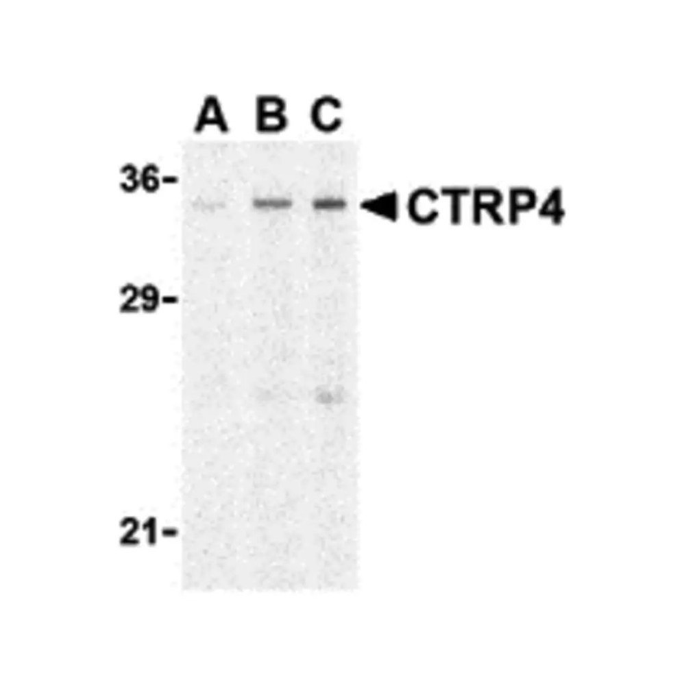 ProSci 3569 CTRP4 Antibody