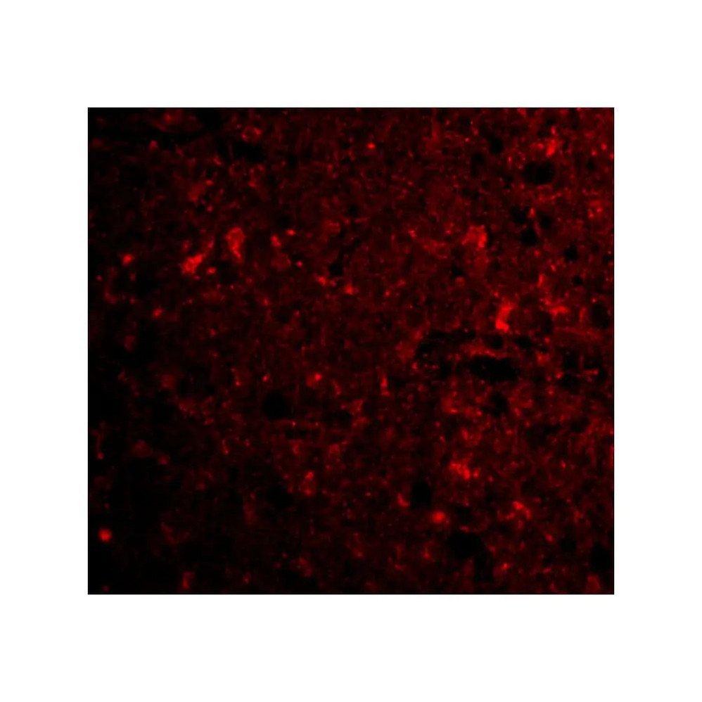 ProSci 3569 CTRP4 Antibody