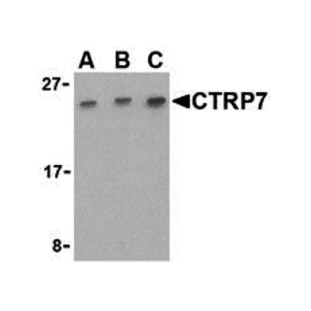 ProSci 3579 CTRP7 Antibody
