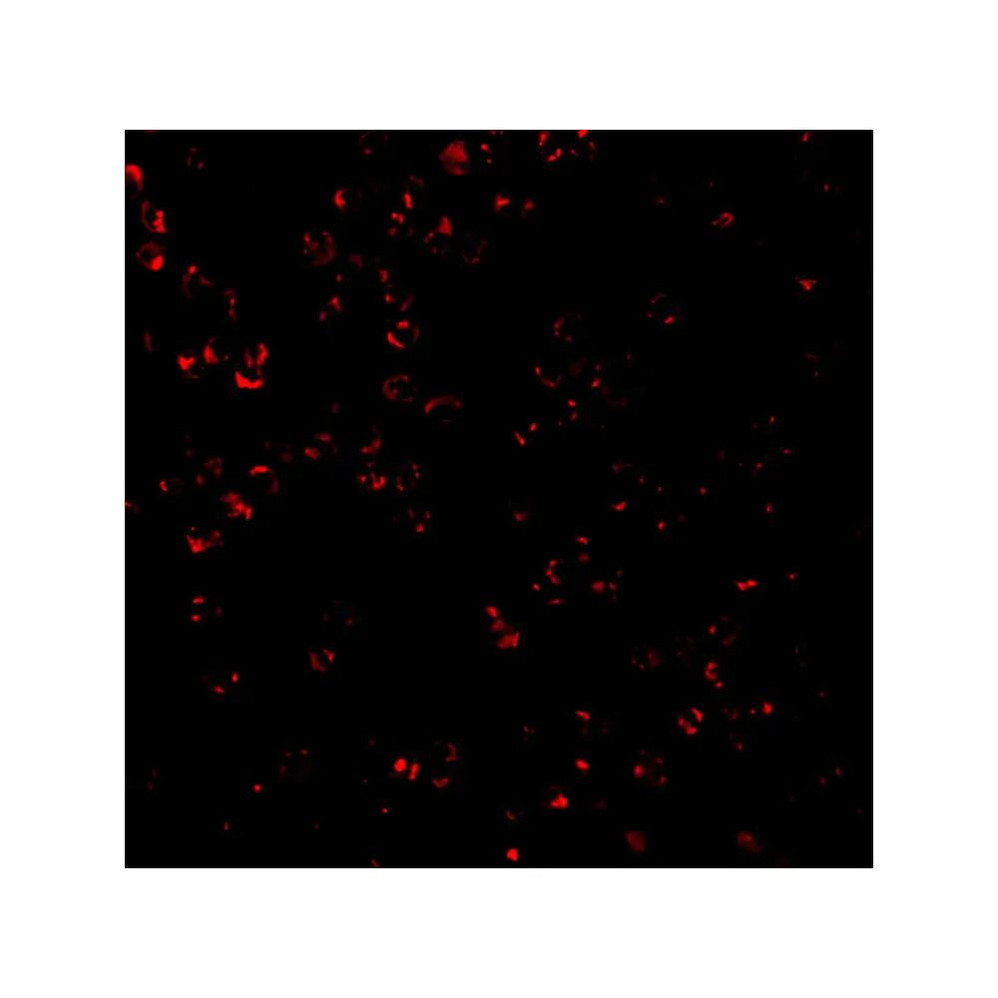ProSci 3579 CTRP7 Antibody