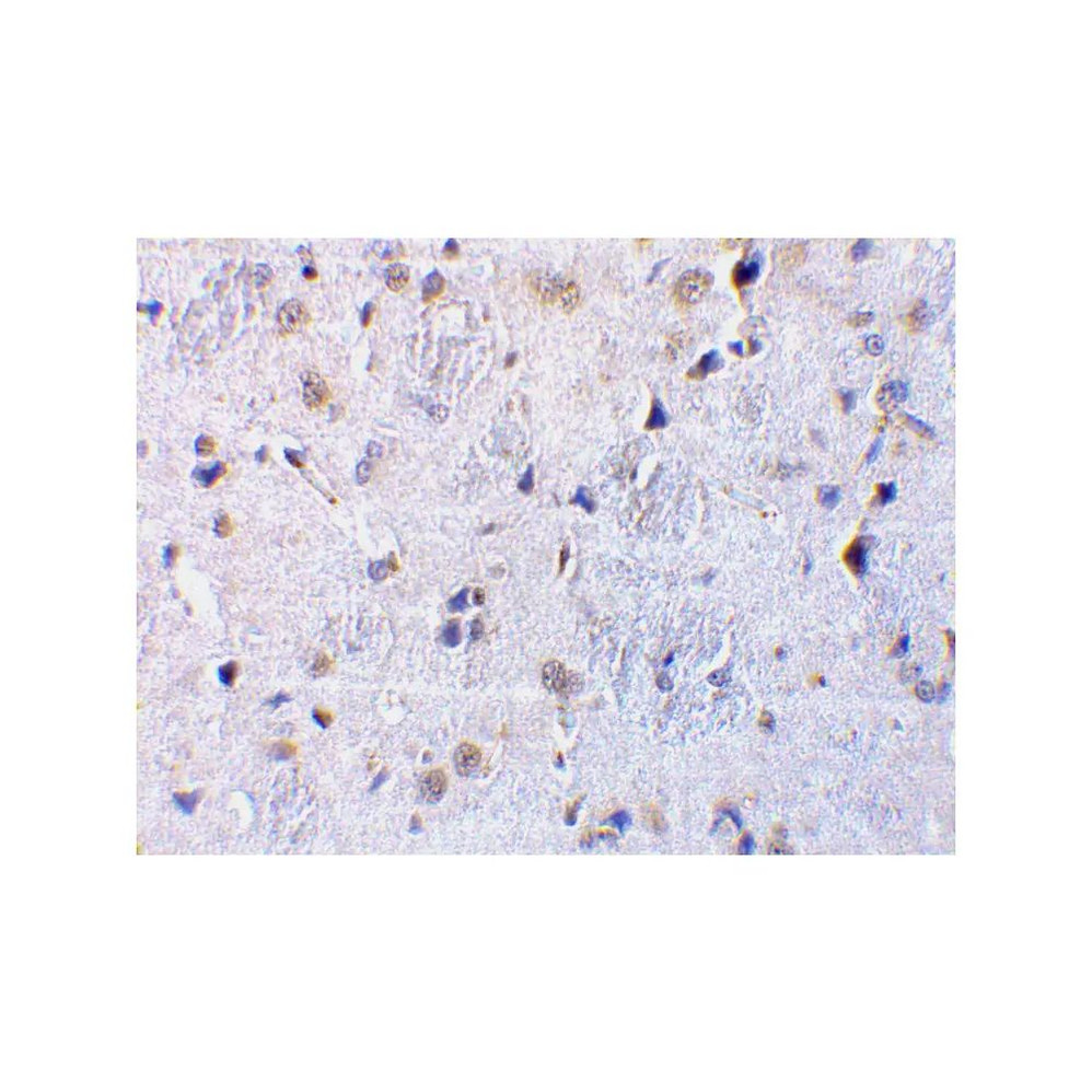 ProSci 3581 CTRP7 Antibody