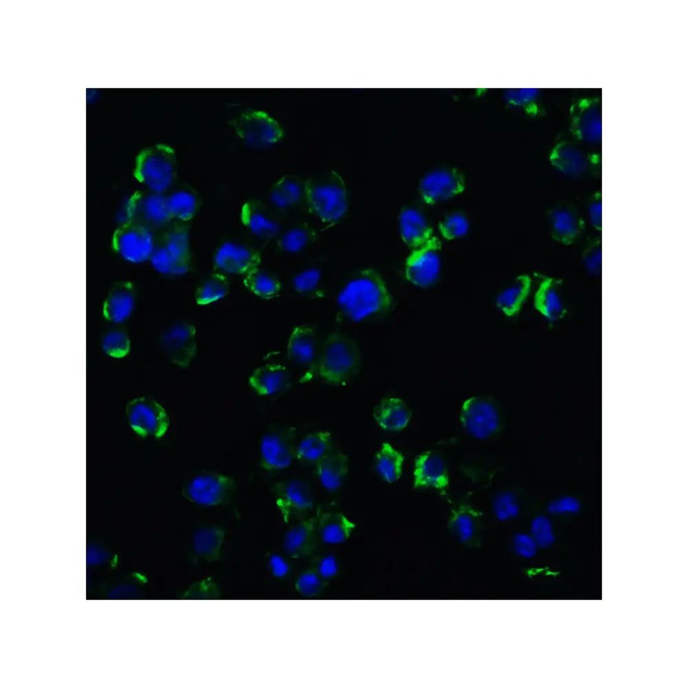 ProSci 3593 NGFR Antibody