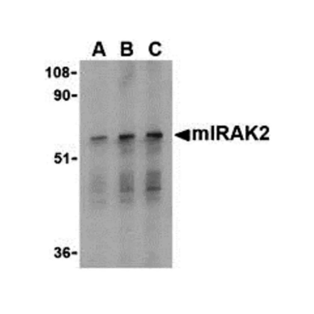 ProSci 3595 IRAK2 Antibody