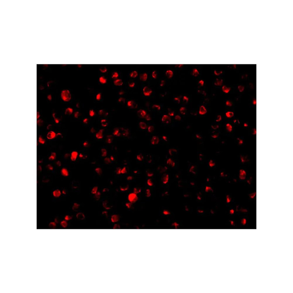 ProSci 3603 Bit1 Antibody
