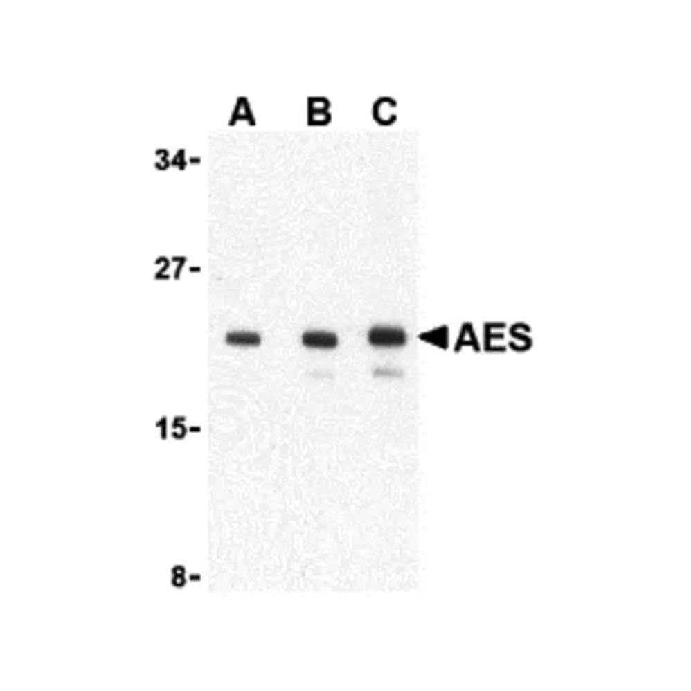 ProSci 3607 AES Antibody