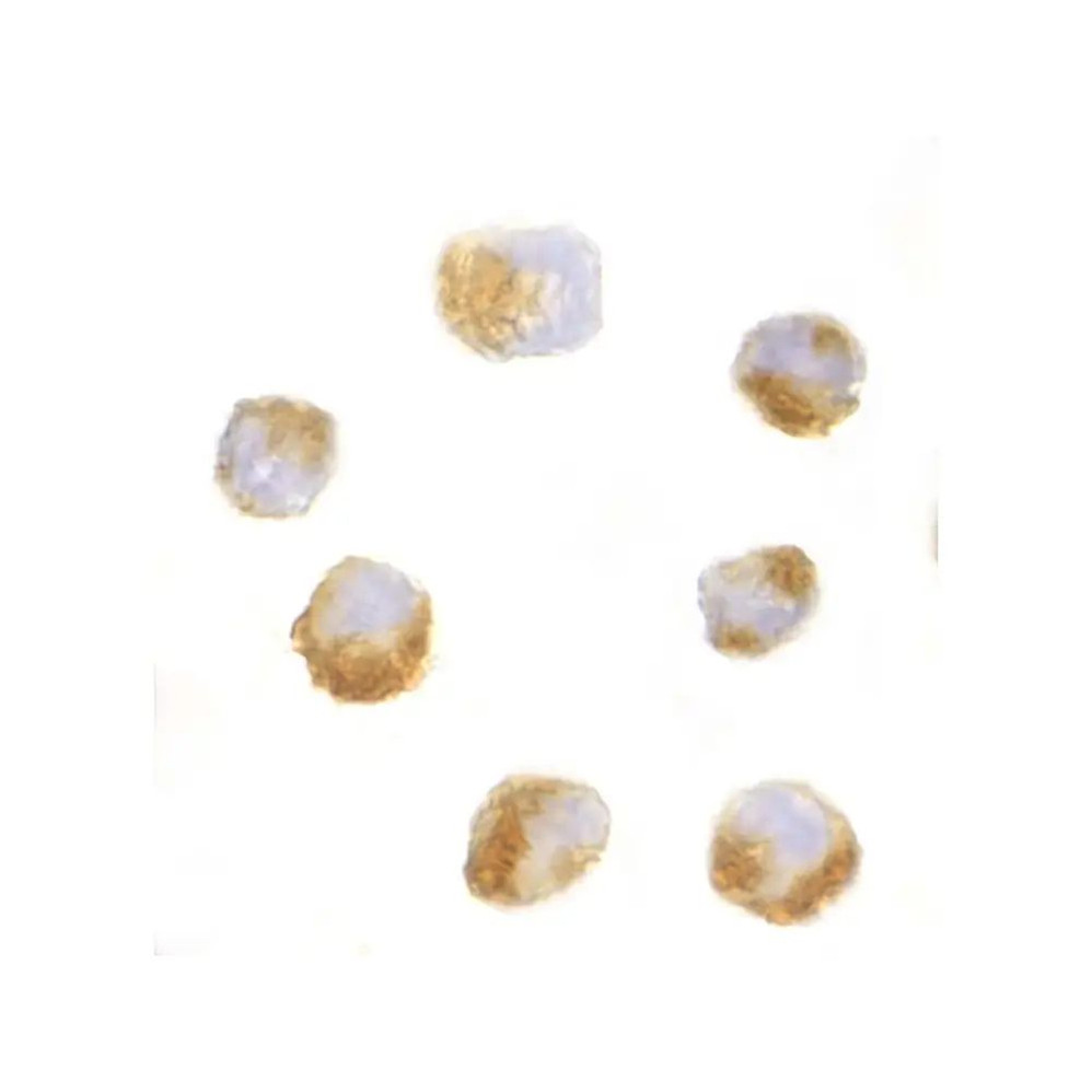 ProSci 3609 AES Antibody