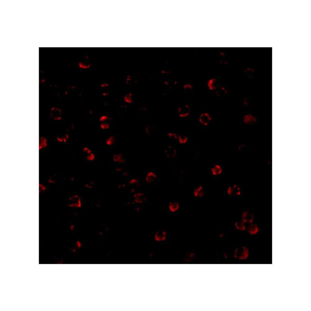 ProSci 3615 APG7 Antibody