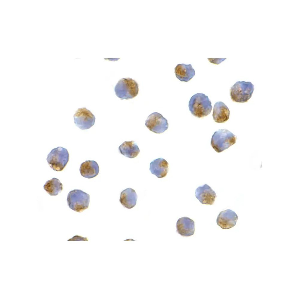 ProSci 3617 APG7 Antibody
