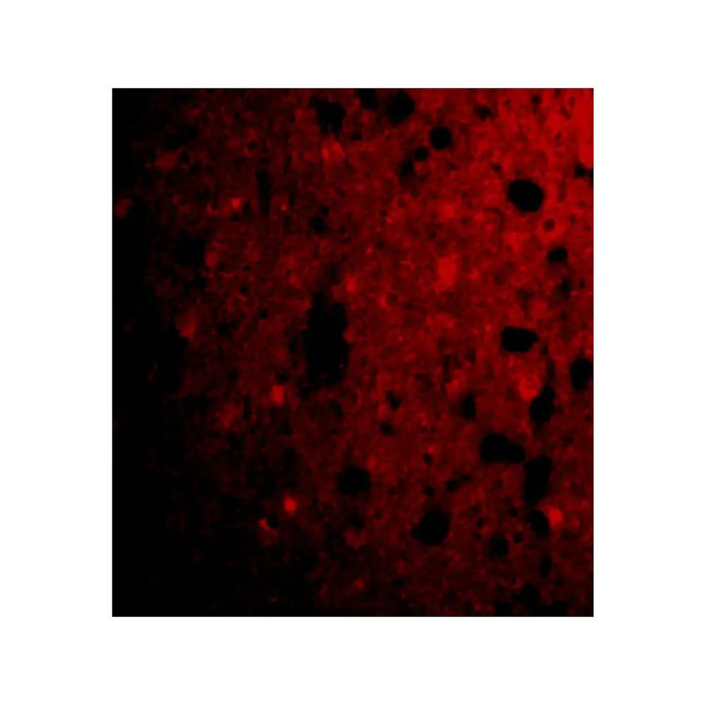 ProSci 3625 CRMP1 Antibody